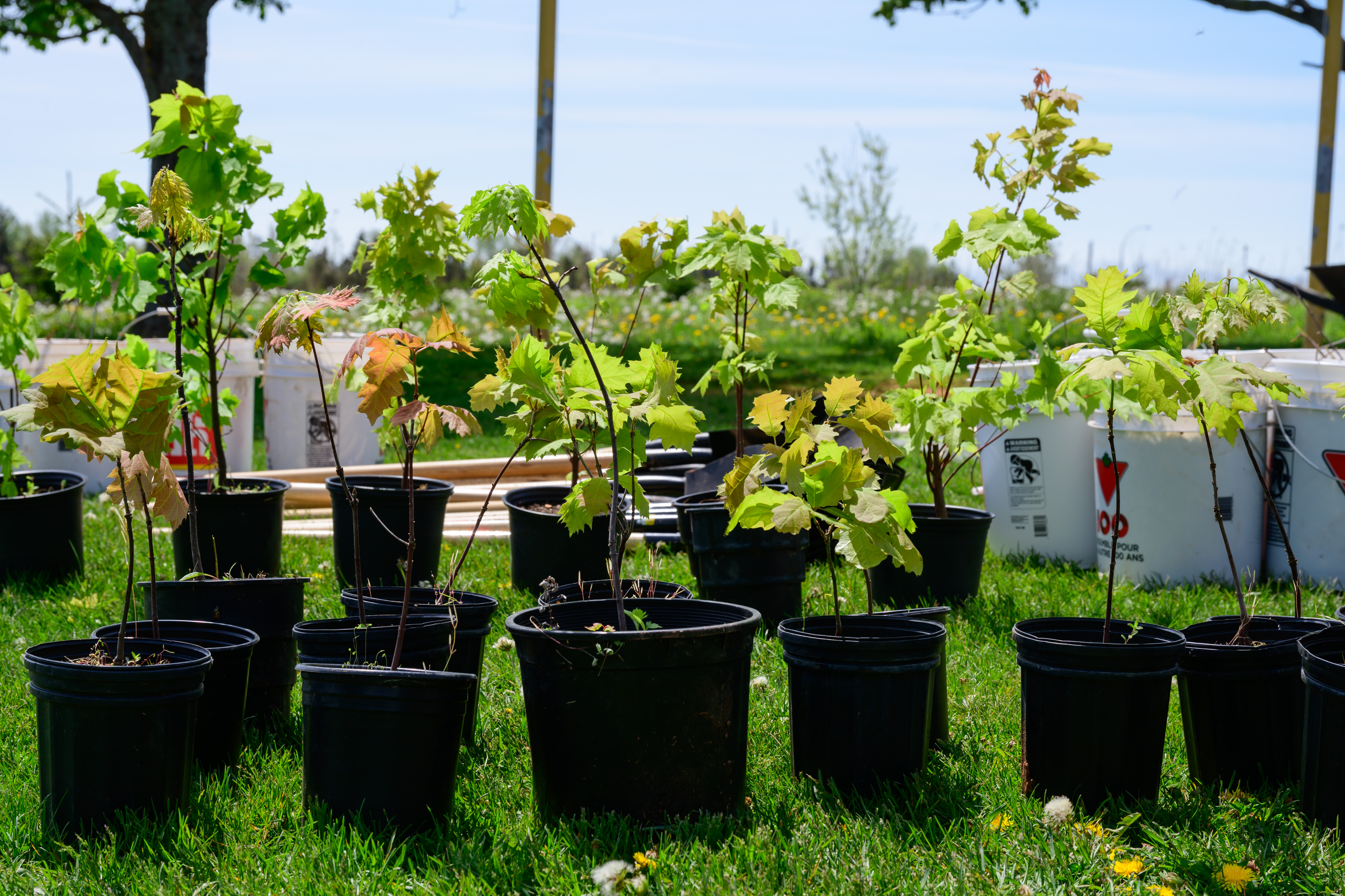 Tree Planting Guide